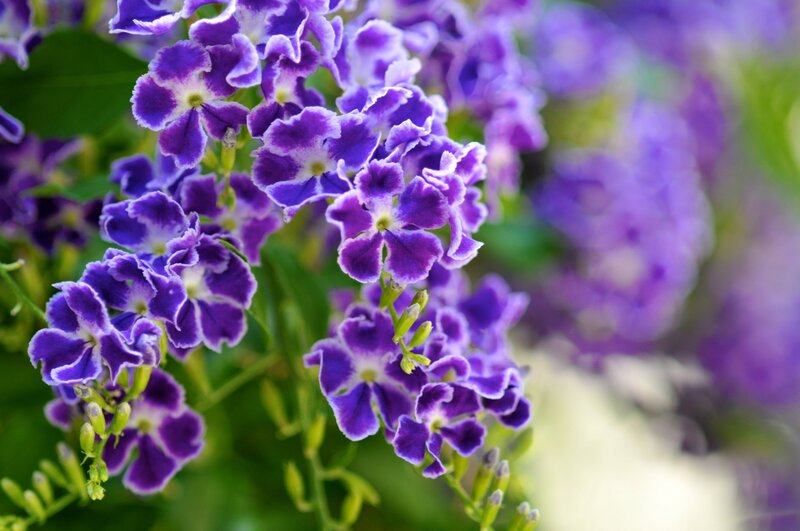 Purple Flowers in Bloom — Serene, Spring, Photograph