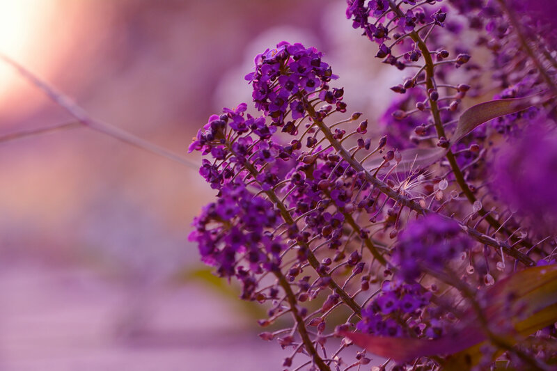 Purple Flowers in Bloom — Serene, Sunset