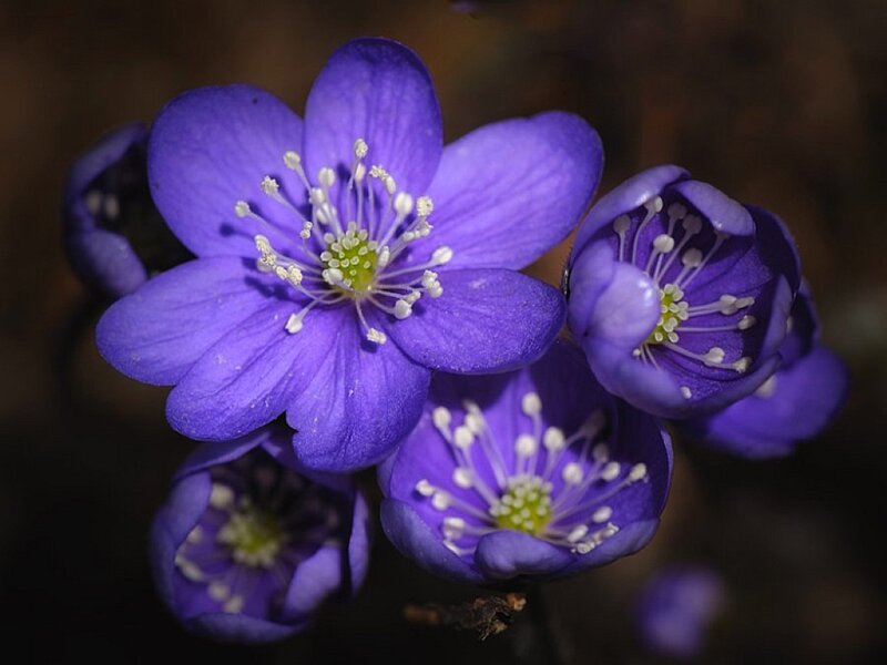 Purple Flowers in Bloom — Serene