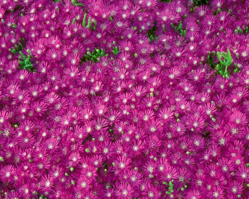 Purple Flowers in Bloom — Vibrant, Summer