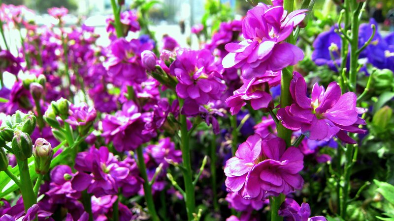 Purple Flowers in Bloom — Vibrant