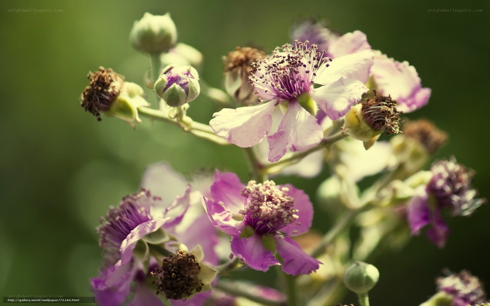 purple flowers in bloom