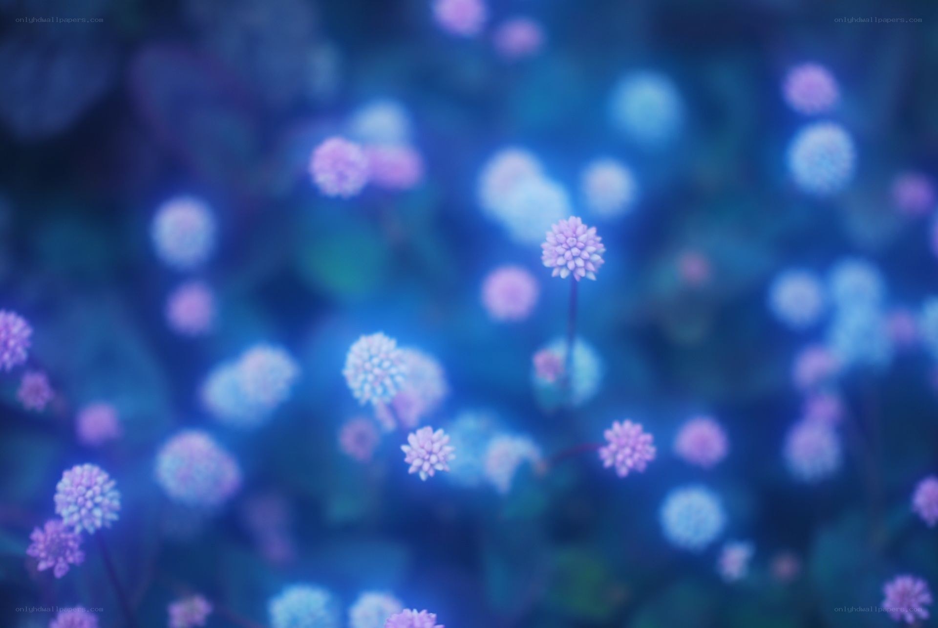 Purple flowers in blue light