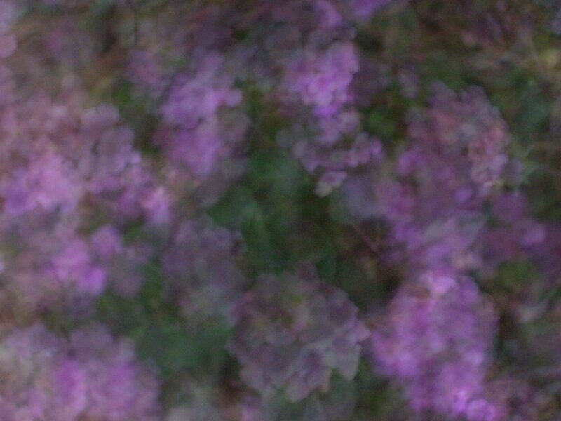 Purple Flowers in Blur