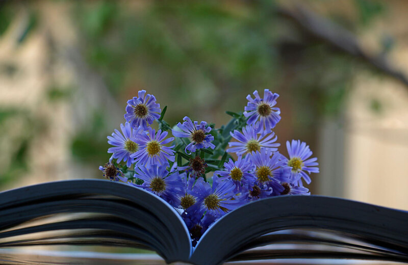 Purple Flowers in Book