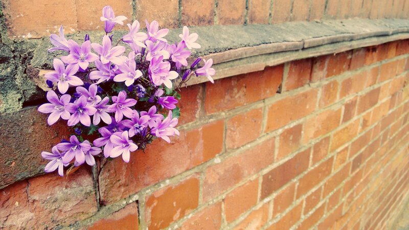 Purple Flowers in Brick Wall
