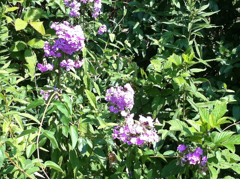 Purple Flowers in Bush