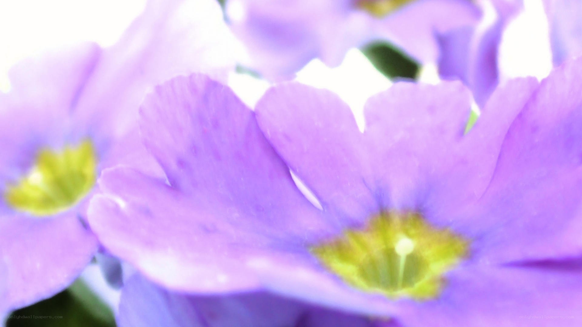 purple flowers in close-up