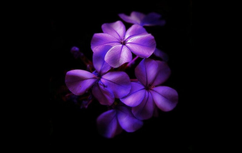 Purple Flowers in Cluster