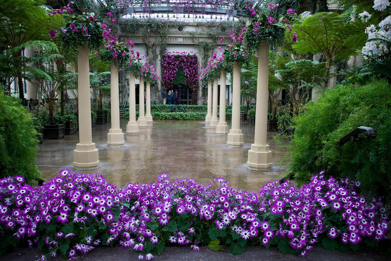 Purple Flowers in Conservatory