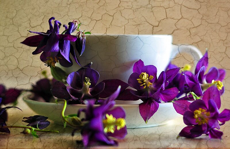 Purple Flowers in Cup — Calm, Photograph