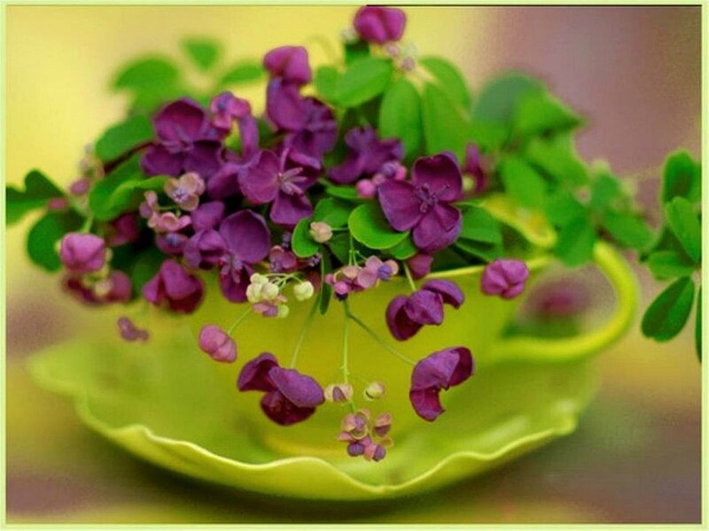 Purple Flowers in Cup — Calm