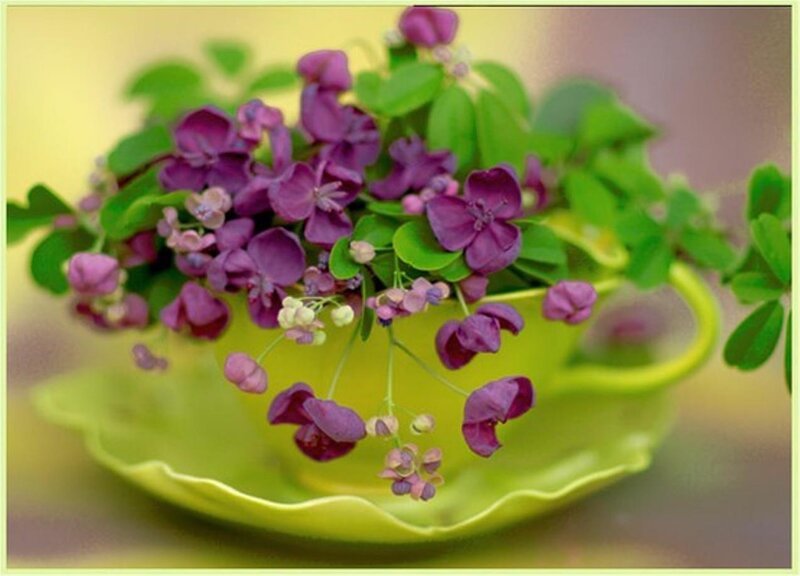 Purple Flowers in Cup