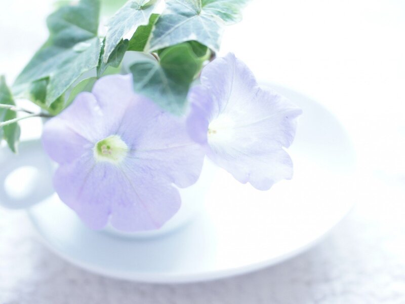 Purple Flowers in Cup — White, Serene