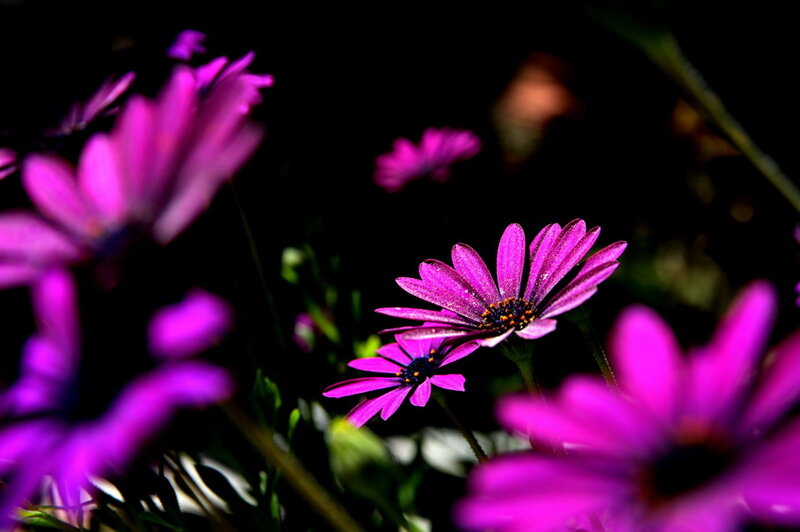 Purple flowers in dark background