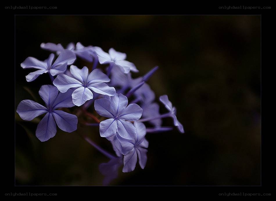purple flowers in dark background