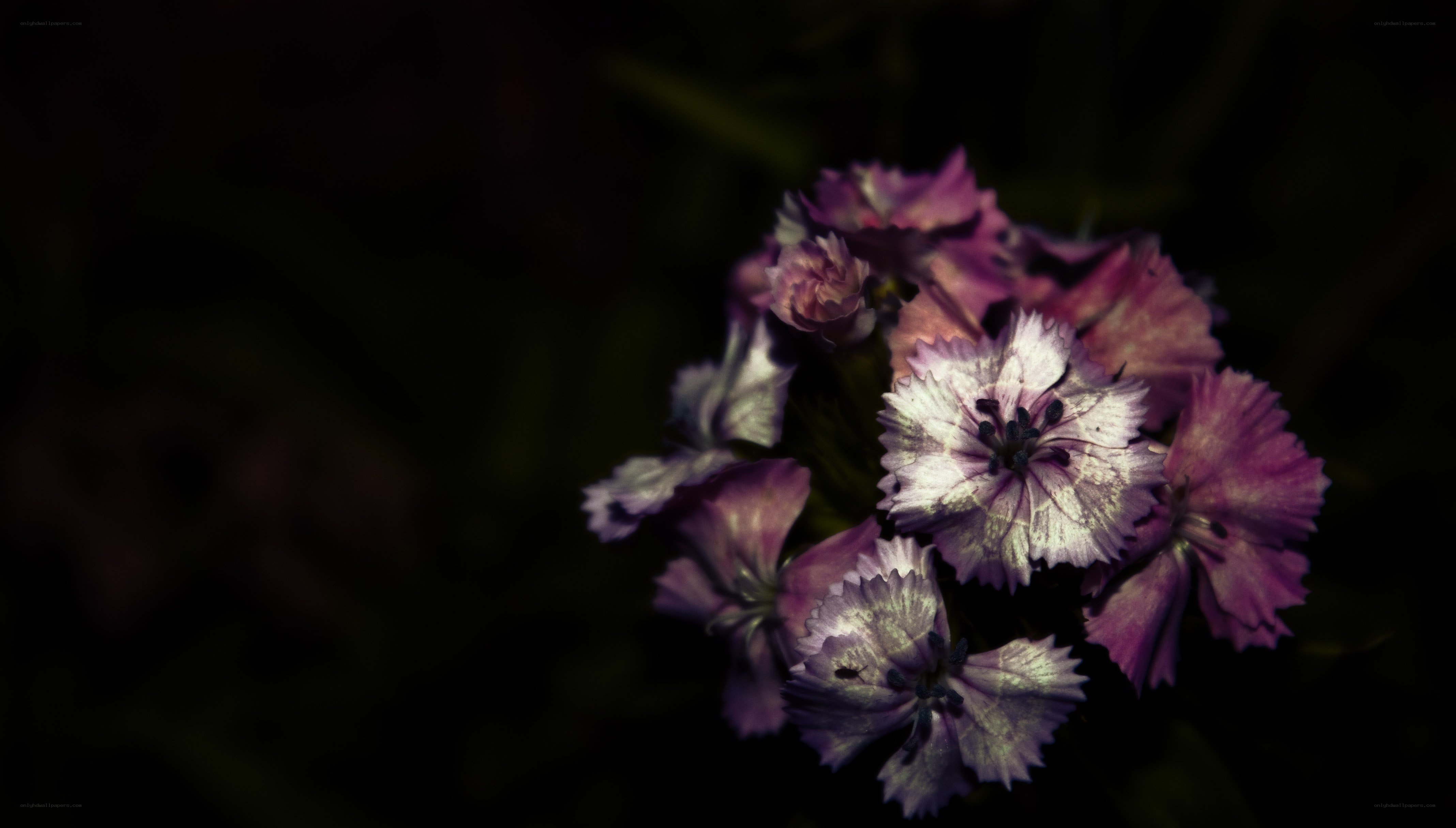 Purple flowers in dark setting