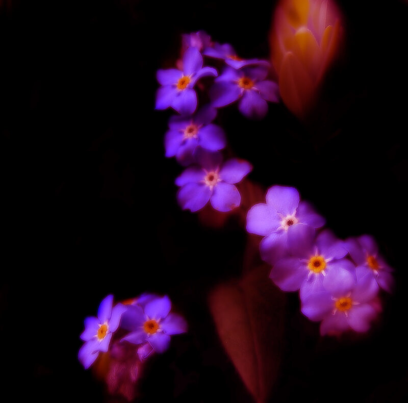 Purple Flowers in Dark