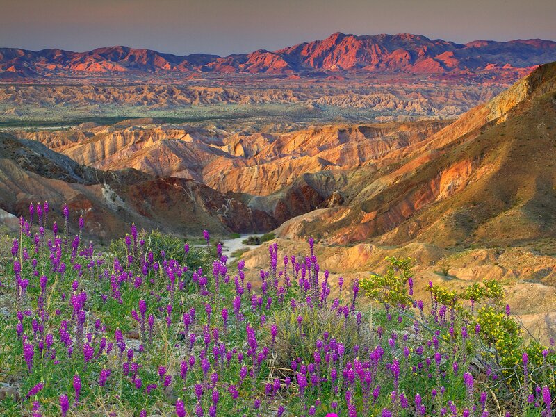 Purple flowers in desert canyon