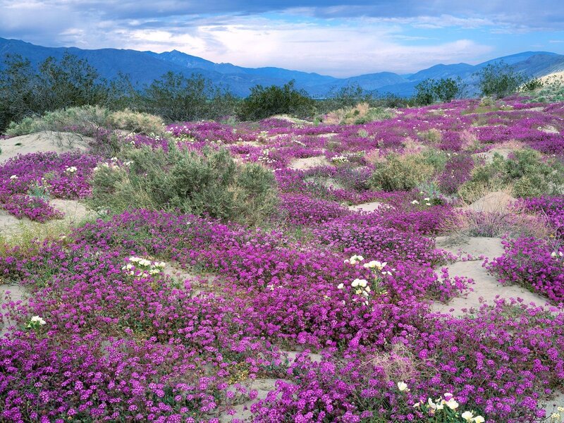 Purple flowers in desert landscape