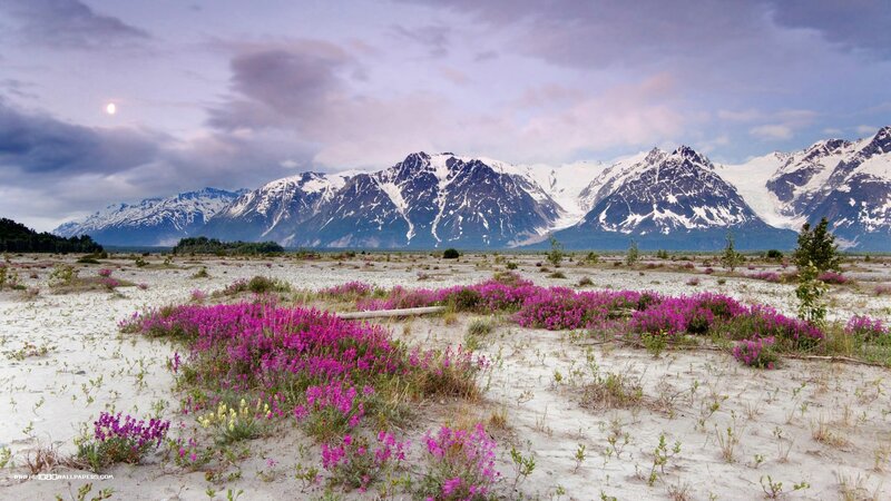 Purple Flowers in Desert — Serene, Night
