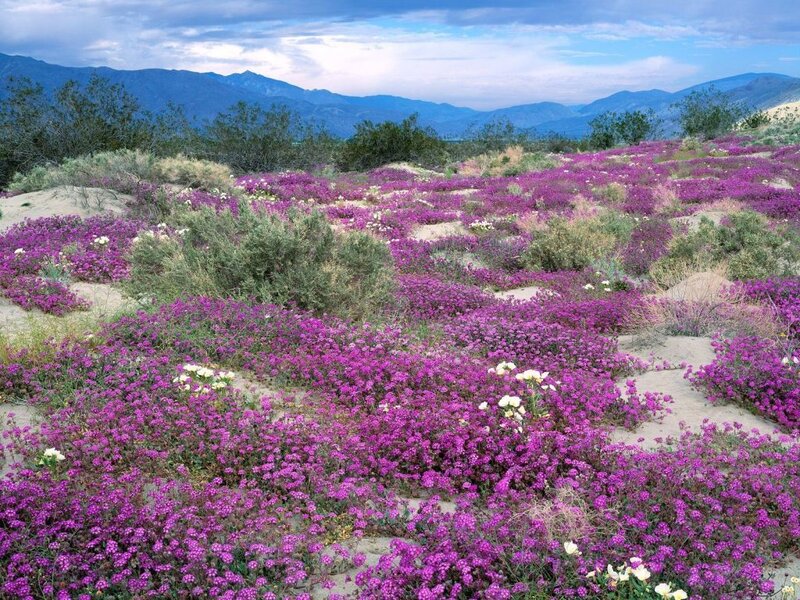 Purple Flowers in Desert
