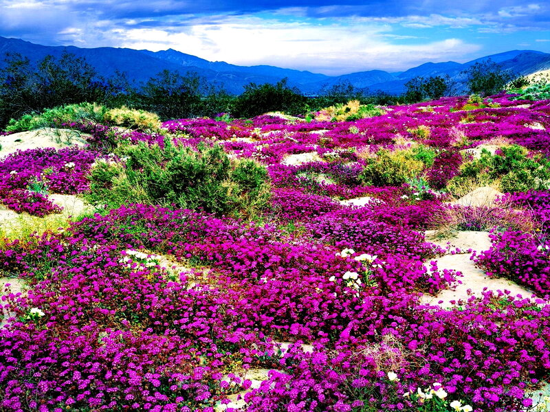 Purple Flowers in Desert — Vibrant