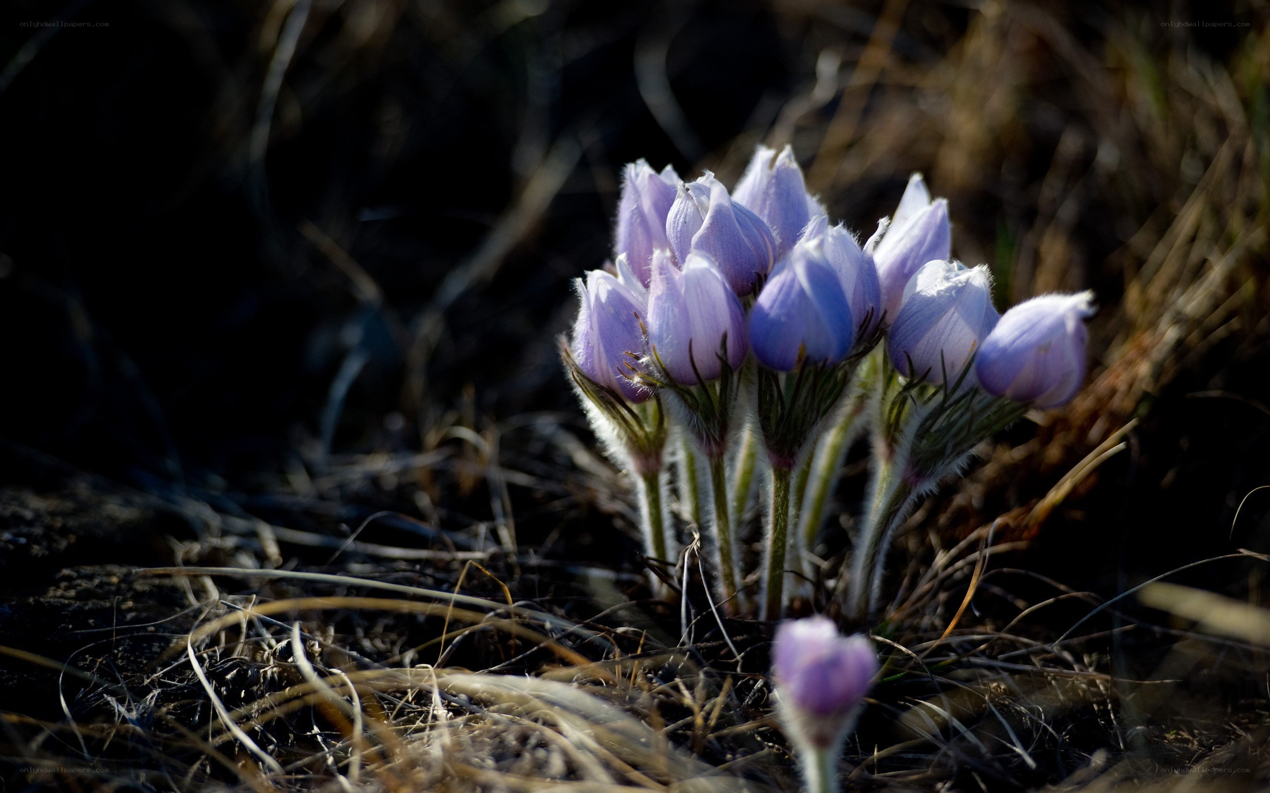 Purple flowers in early spring