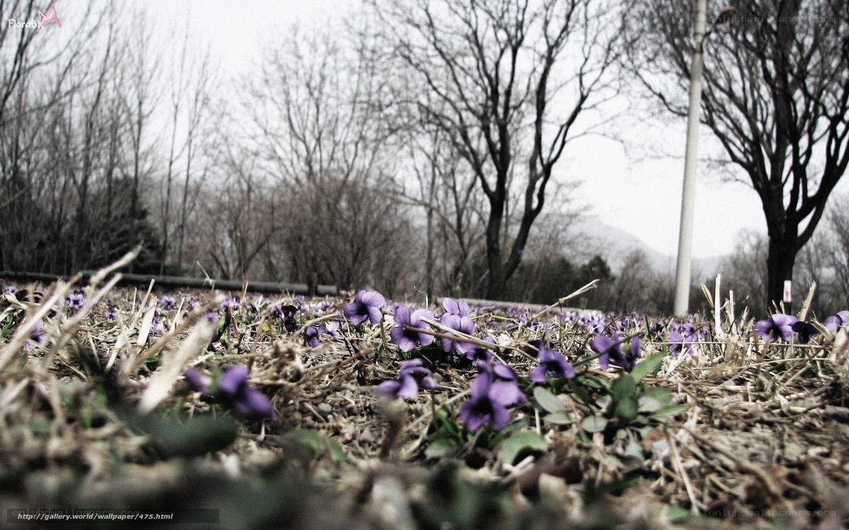 purple flowers in early spring