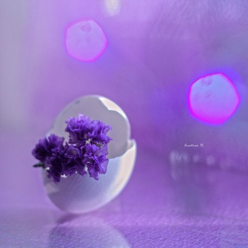 Purple Flowers in Eggshell — Dreamy