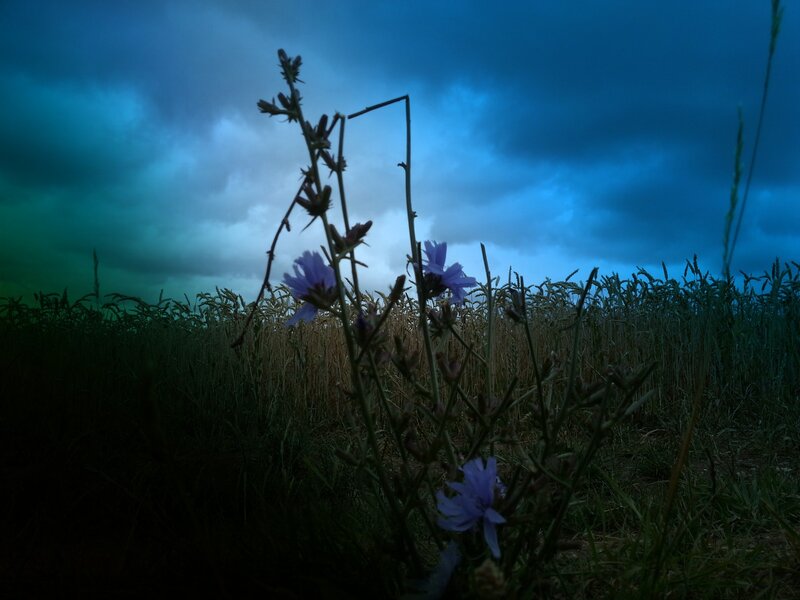 Purple Flowers in Field — Blue, Dramatic