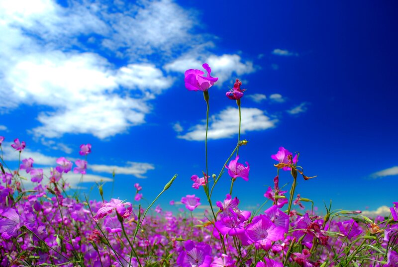 Purple Flowers in Field — Blue, Serene, Afternoon, Photograph
