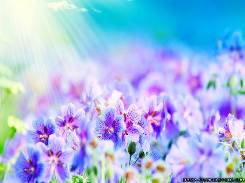Purple Flowers in Field — Blue, Serene