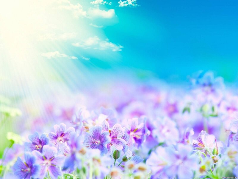 Purple Flowers in Field — Blue