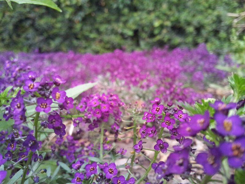 Purple Flowers in Field — Calm, Spring