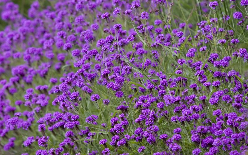 Purple Flowers in Field — Calm, Summer