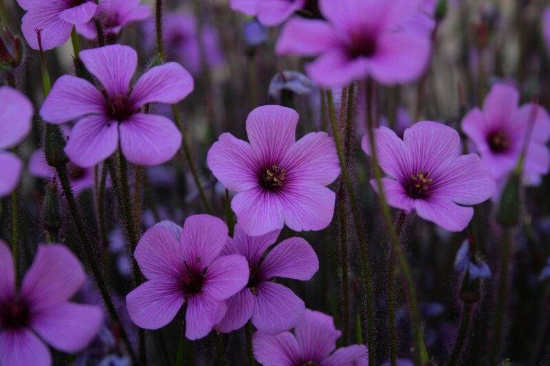 Purple Flowers in Field — Calm