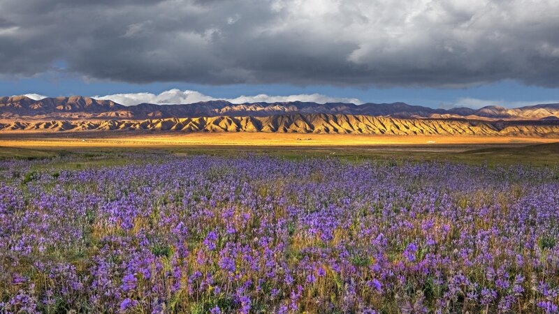 Purple Flowers in Field — Dramatic, Afternoon, Photograph