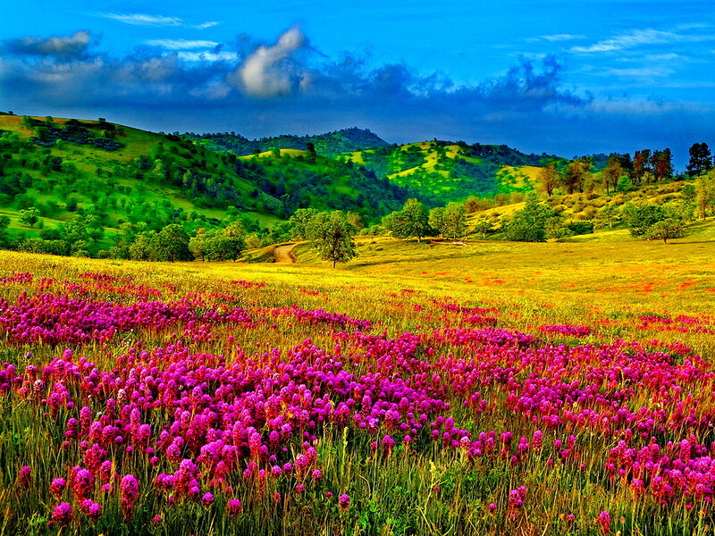 Purple Flowers in Field — Dramatic, Afternoon