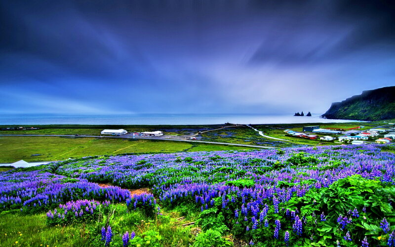 Purple Flowers in Field — Dramatic, Summer, Photograph
