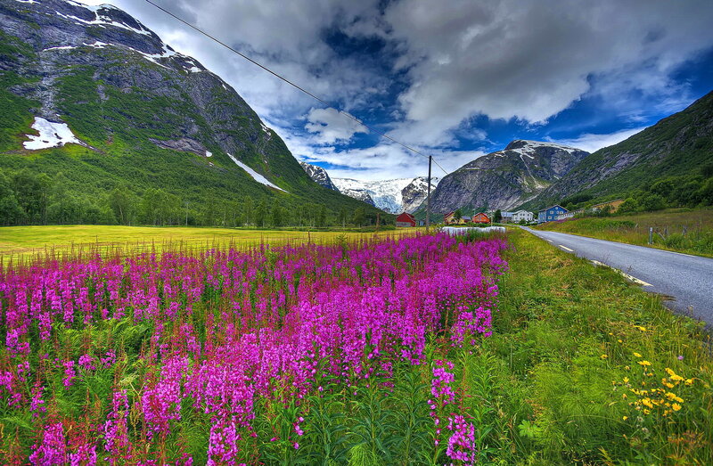 Purple Flowers in Field — Dramatic, Summer