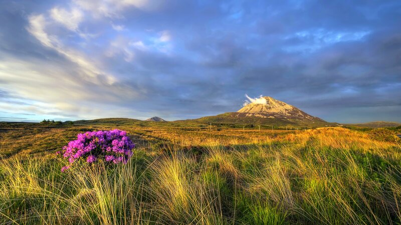 Purple Flowers in Field — Dramatic, Sunrise