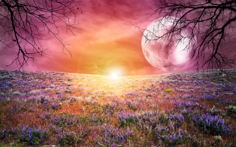 Purple Flowers in Field — Dramatic, Sunset, Digital Art, Moon, Sun