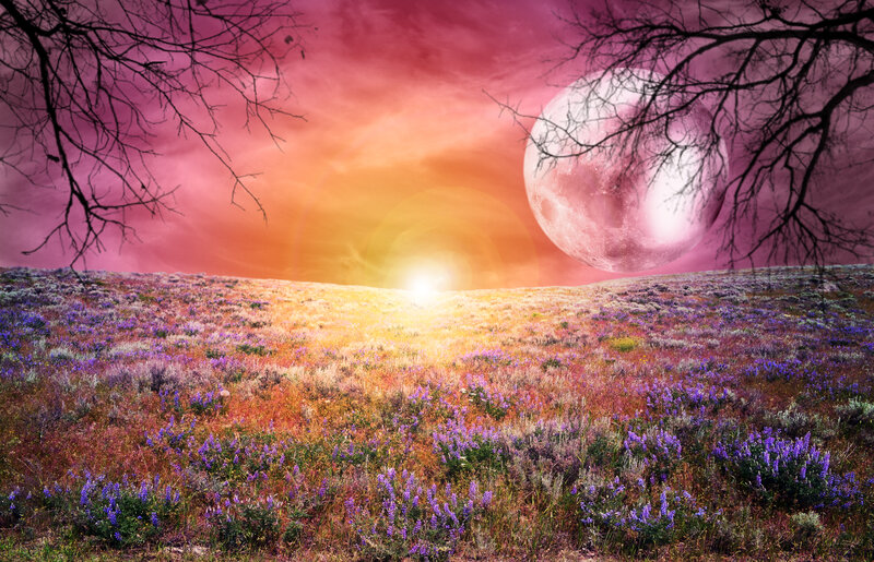 Purple Flowers in Field — Dramatic, Sunset, Digital Art, Moon