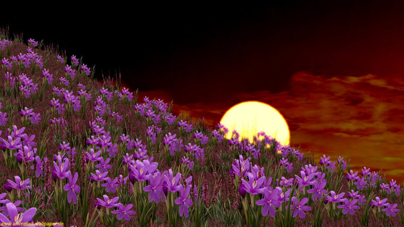 Purple Flowers in Field — Dramatic, Sunset, Digital Art