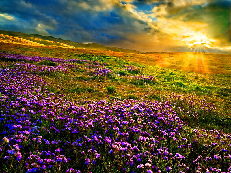 Purple Flowers in Field — Dramatic, Sunset, Photograph, Hills