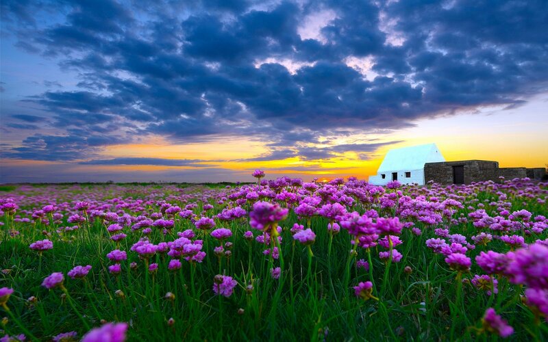 Purple Flowers in Field — Dramatic, Sunset, Photograph, House