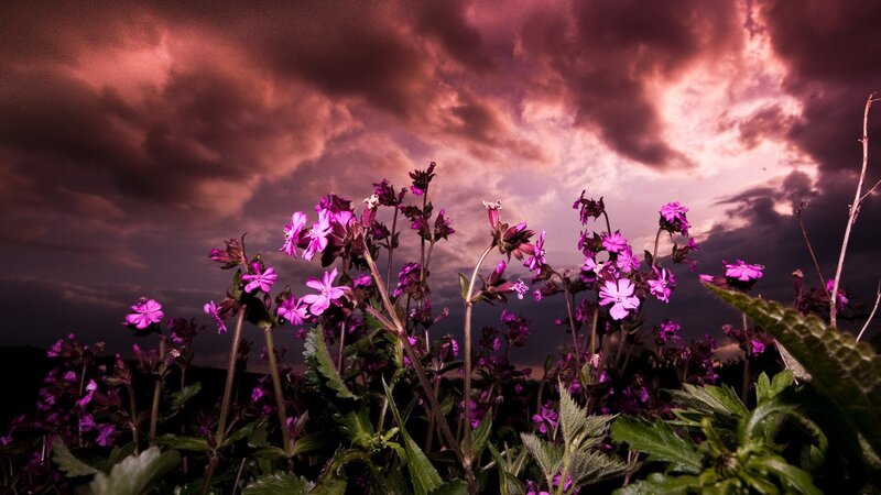 Purple Flowers in Field — Dramatic, Sunset, Photograph, Sky, Clouds, Plants