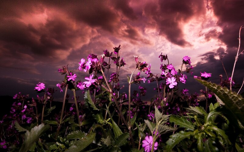 Purple Flowers in Field — Dramatic, Sunset, Photograph, Sky, Clouds