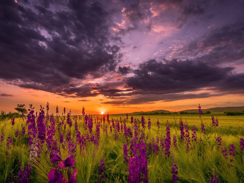 Purple Flowers in Field — Dramatic, Sunset, Photograph, Sky, Sun